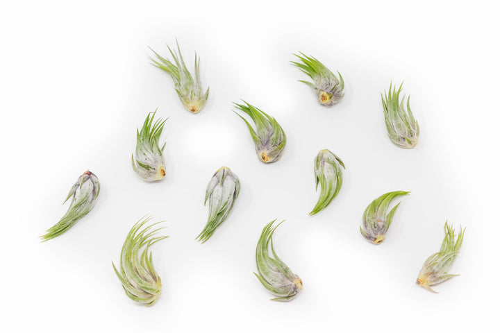 a dozen tillandsia ionantha scaposa air plants
