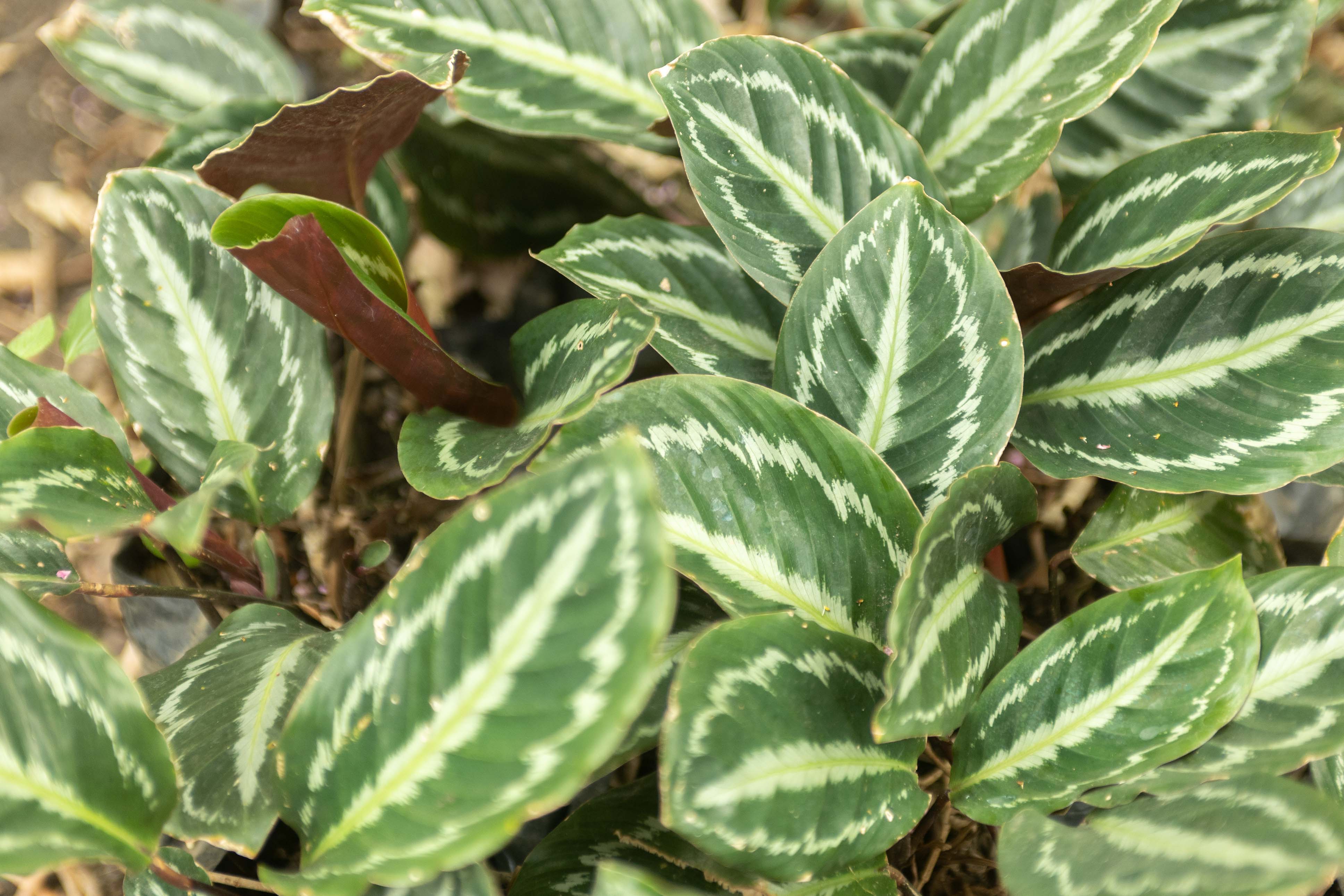 Wholesale