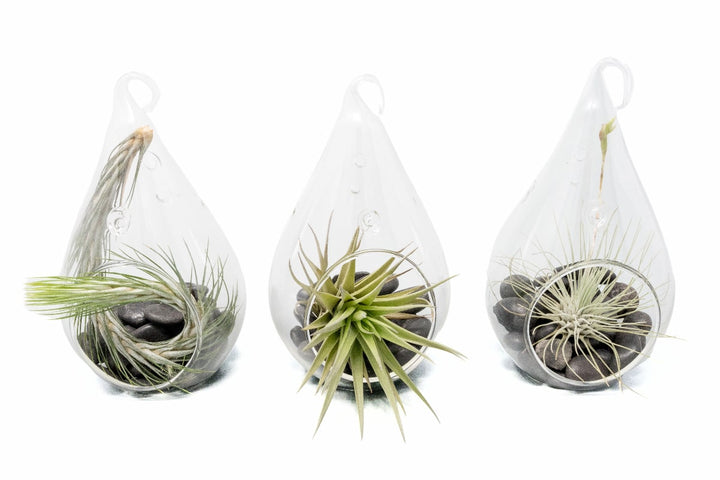 three teardrop terrariums with black stones and assorted tillandsia air plants
