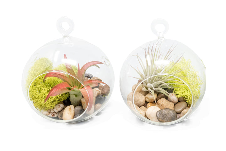 two flat bottom glass globe terrariums with river rocks, moss and assorted tillandsia air plants