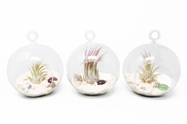 three flat bottom glass globe terrariums  with white sand, sealife accents and assorted tillandsia ionantha air plants