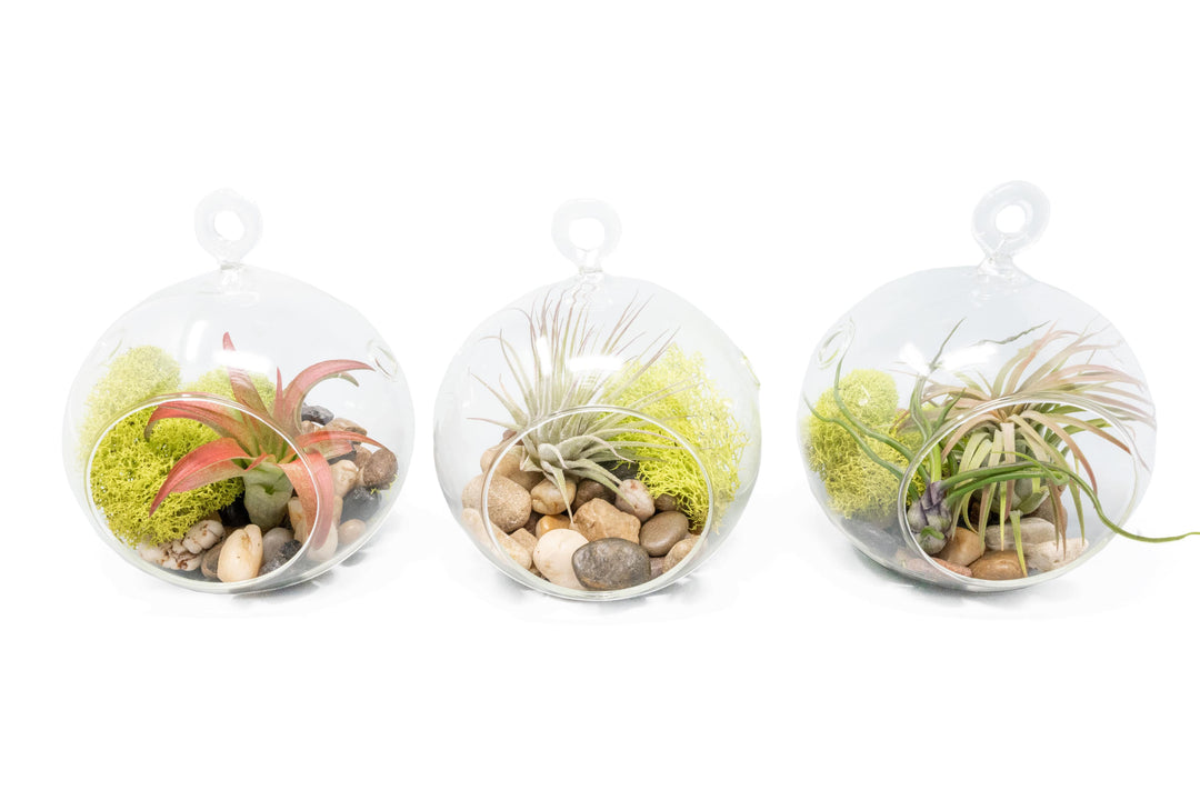 3 glass globe terrariums with stones, moss and assorted tillandsia air plants