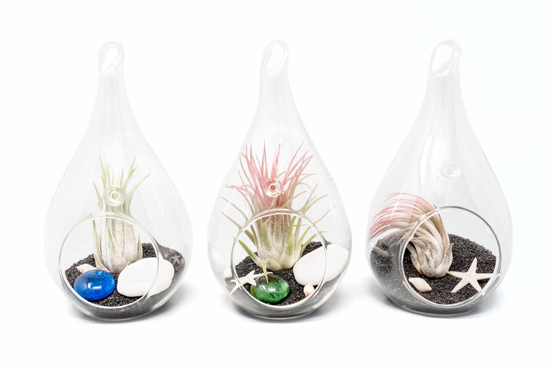 3 teardrop glass terrariums with black sand, sealife accents and tillandsia ionantha air plants