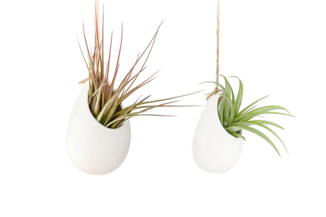 2 large ivory ceramic vases with assorted tillandsia air plants hanging from hemp string