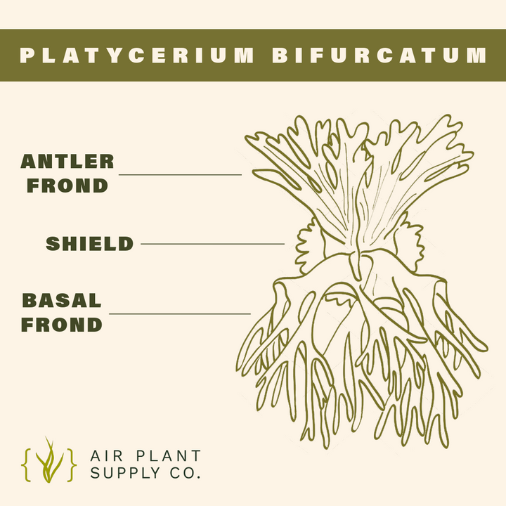 staghorn fern anatomy chart