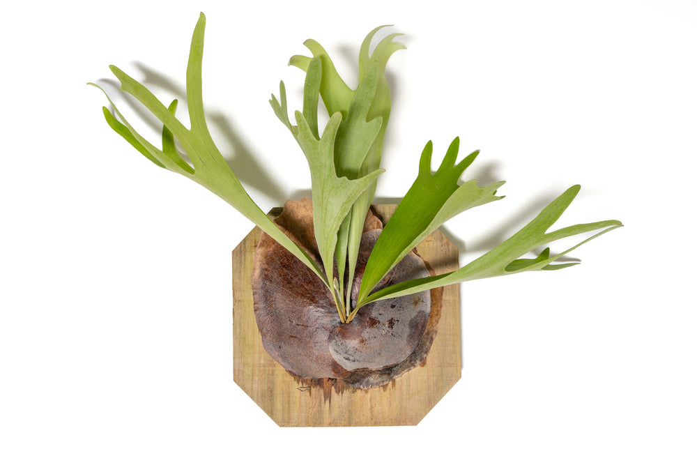 staghorn fern mounted on a cedar plank