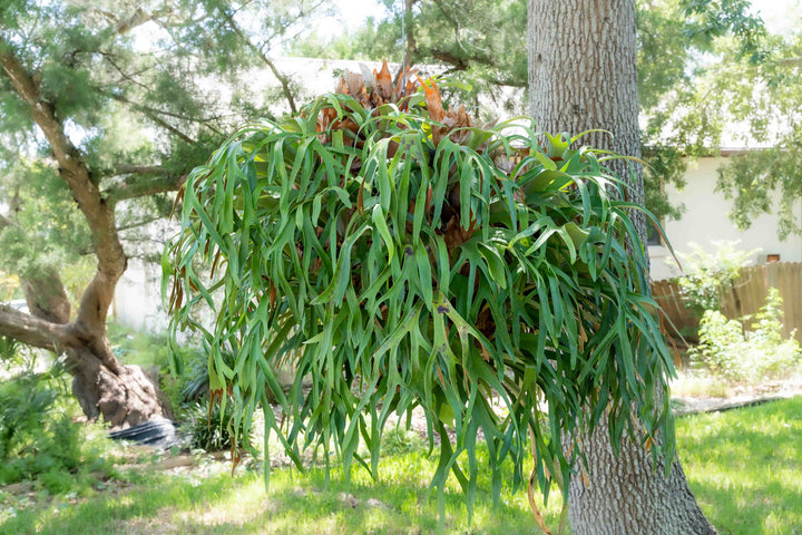 giant staghorn fern hanging from a tree outside