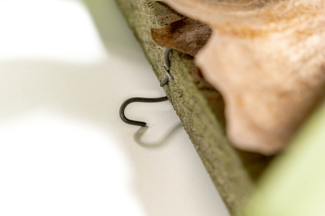close up of hook for hanging staghorn fern