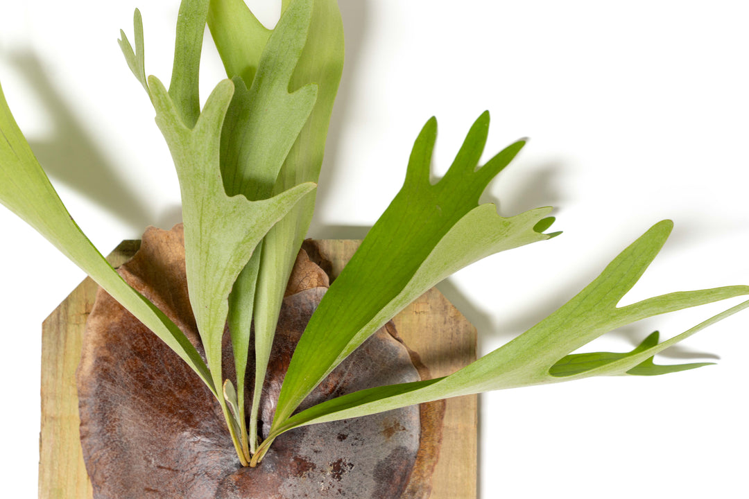 staghorn fern mounted on a cedar plank