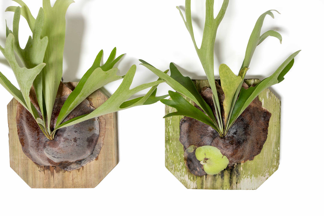 2 staghorn ferns mounted on cedar planks