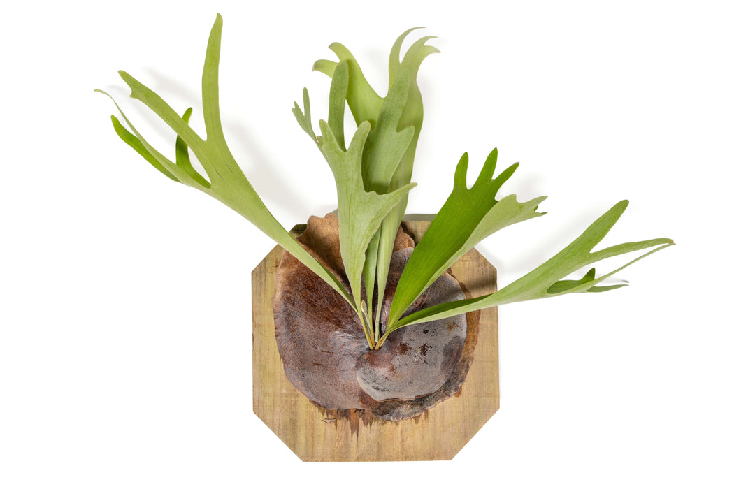 staghorn fern mounted on a cedar plank
