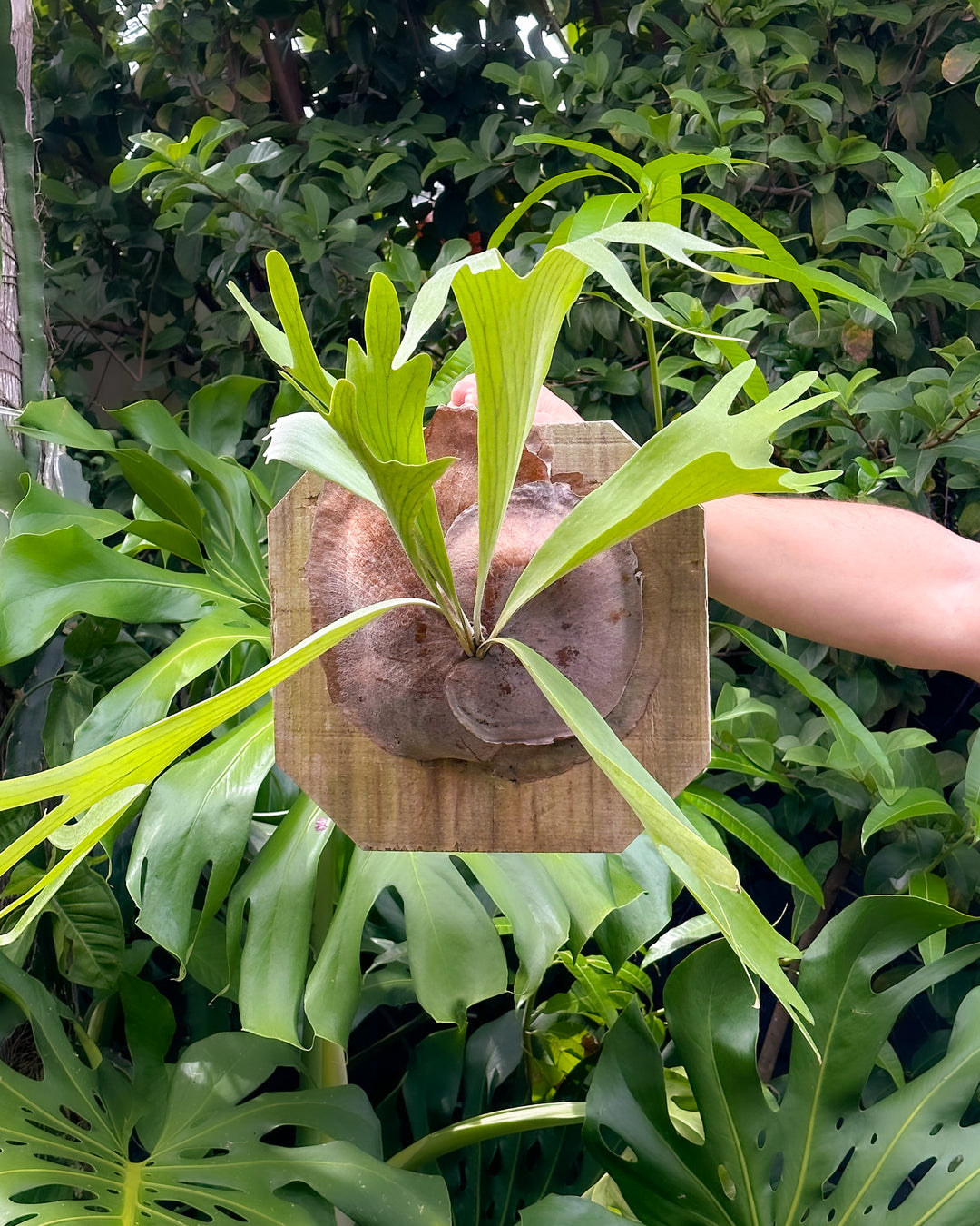 hand holding a staghorn fern mounted on a cedar plank outside