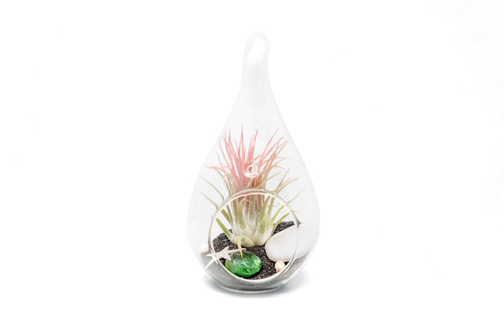 glass teardrop terrarium with black sand, sealife accents and tillandsia ionantha air plant