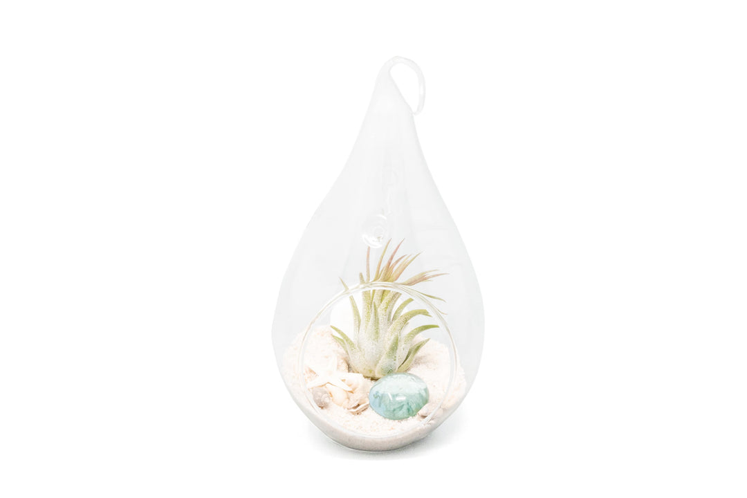 Wholesale - White Beach Terrariums in Teardrop Glass