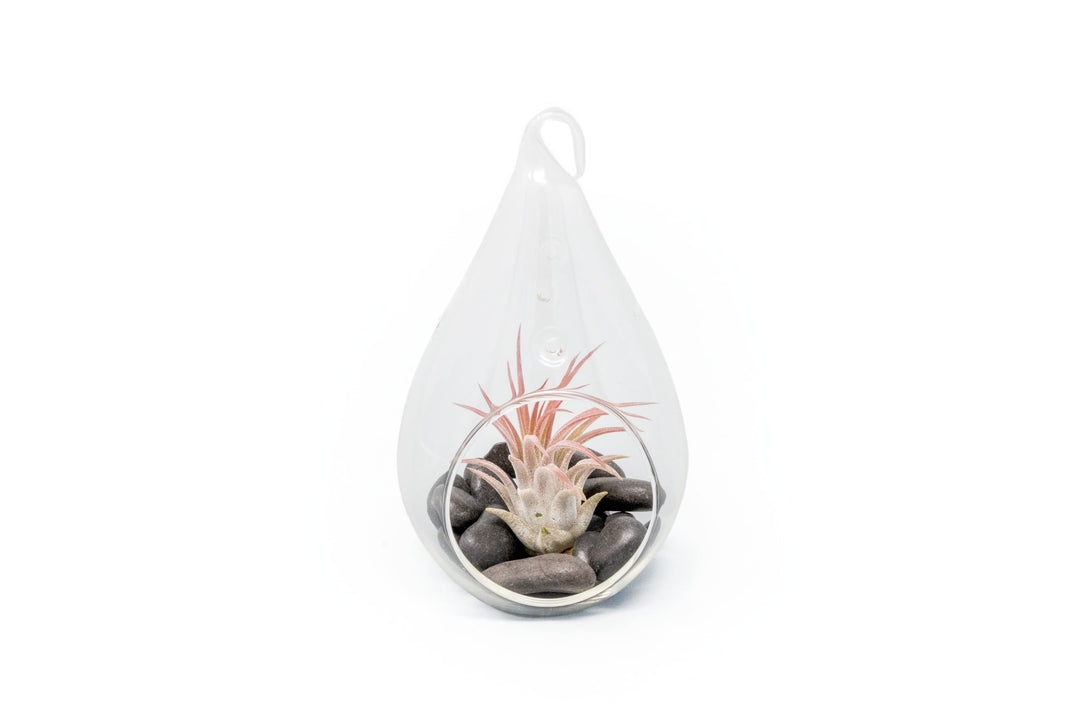 Wholesale - Teardrop Terrariums with Tillandsia Ionantha & Black Stones