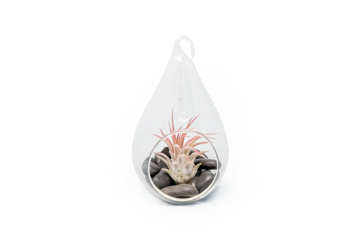 Wholesale - Teardrop Terrariums with Tillandsia Ionantha & Black Stones