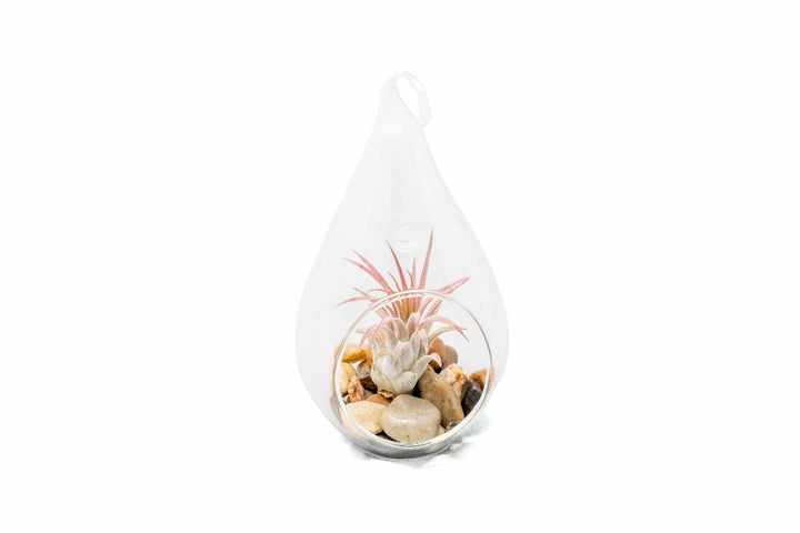 Wholesale - Airy Teardrop Terrariums with Tillandsia Ionantha & Riverstones