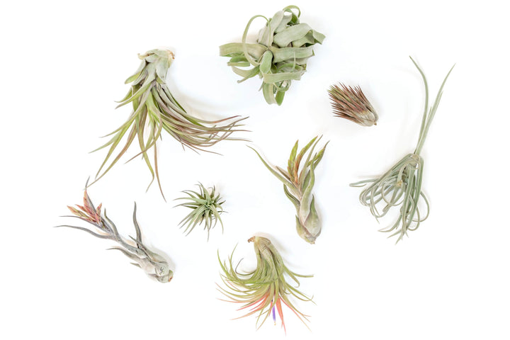 assorted premium tillandsia air plants