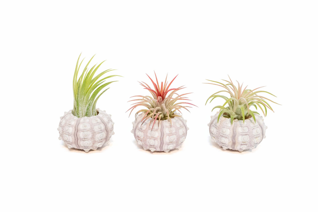 3 sputnik sea urchins with assorted tillandsia ionantha air plants