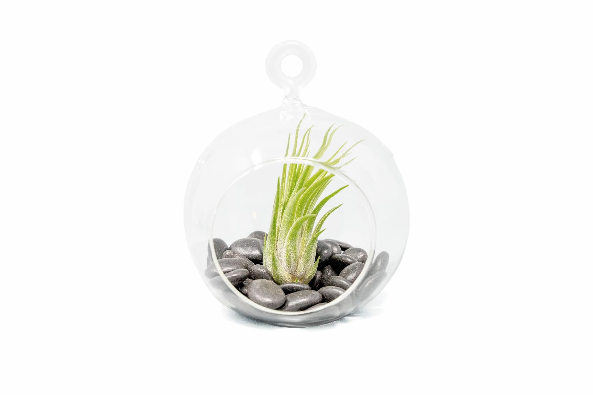 black river air plants Terrarium Globe with Flat Bottom, Air Plant & Black Stones