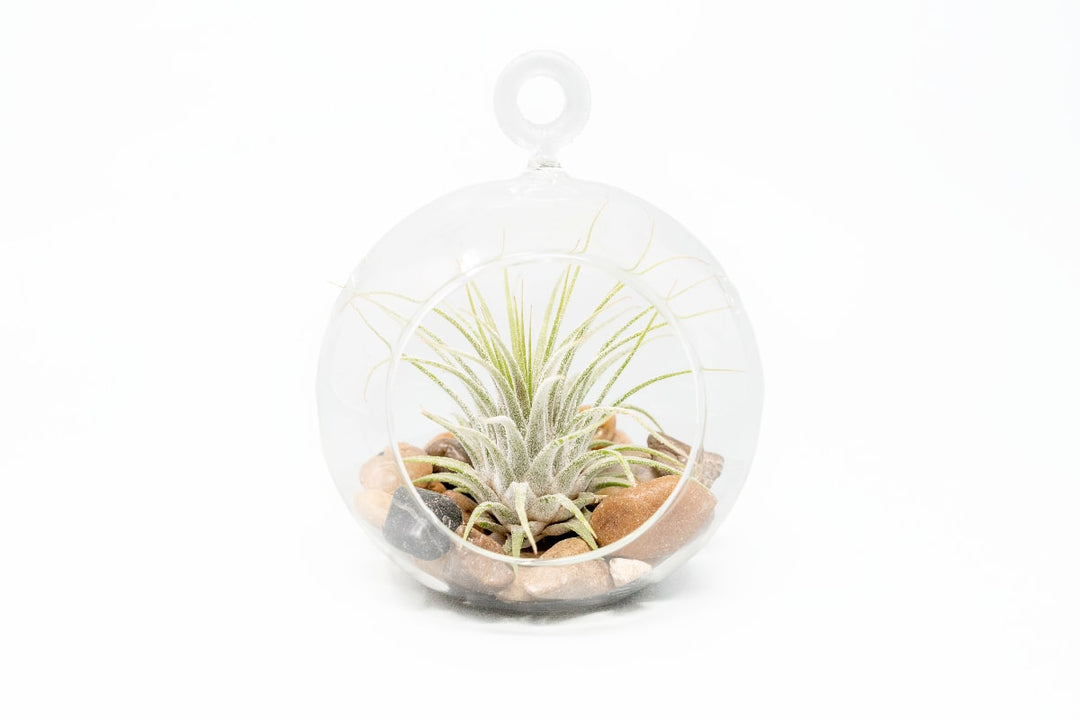 Wholesale - Air Plant Terrariums with Flat Bottom Globe, River Stones & Tillandsia Ionantha