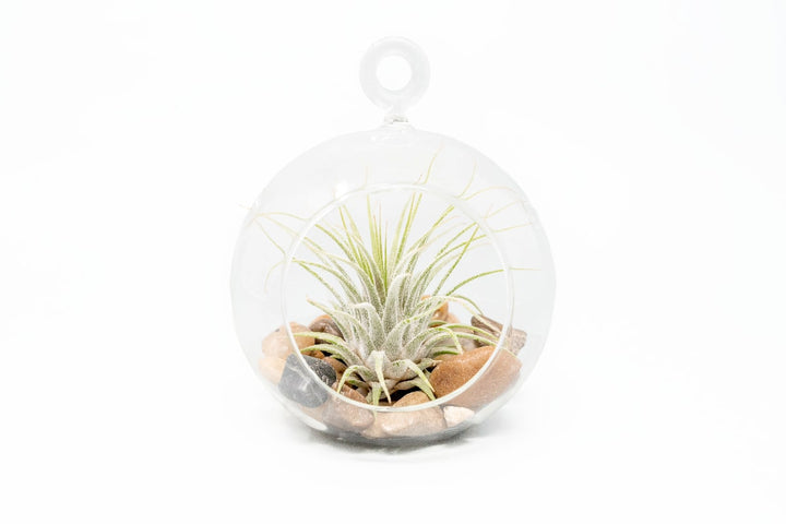 Wholesale - Air Plant Terrariums with Flat Bottom Globe, River Stones & Tillandsia Ionantha