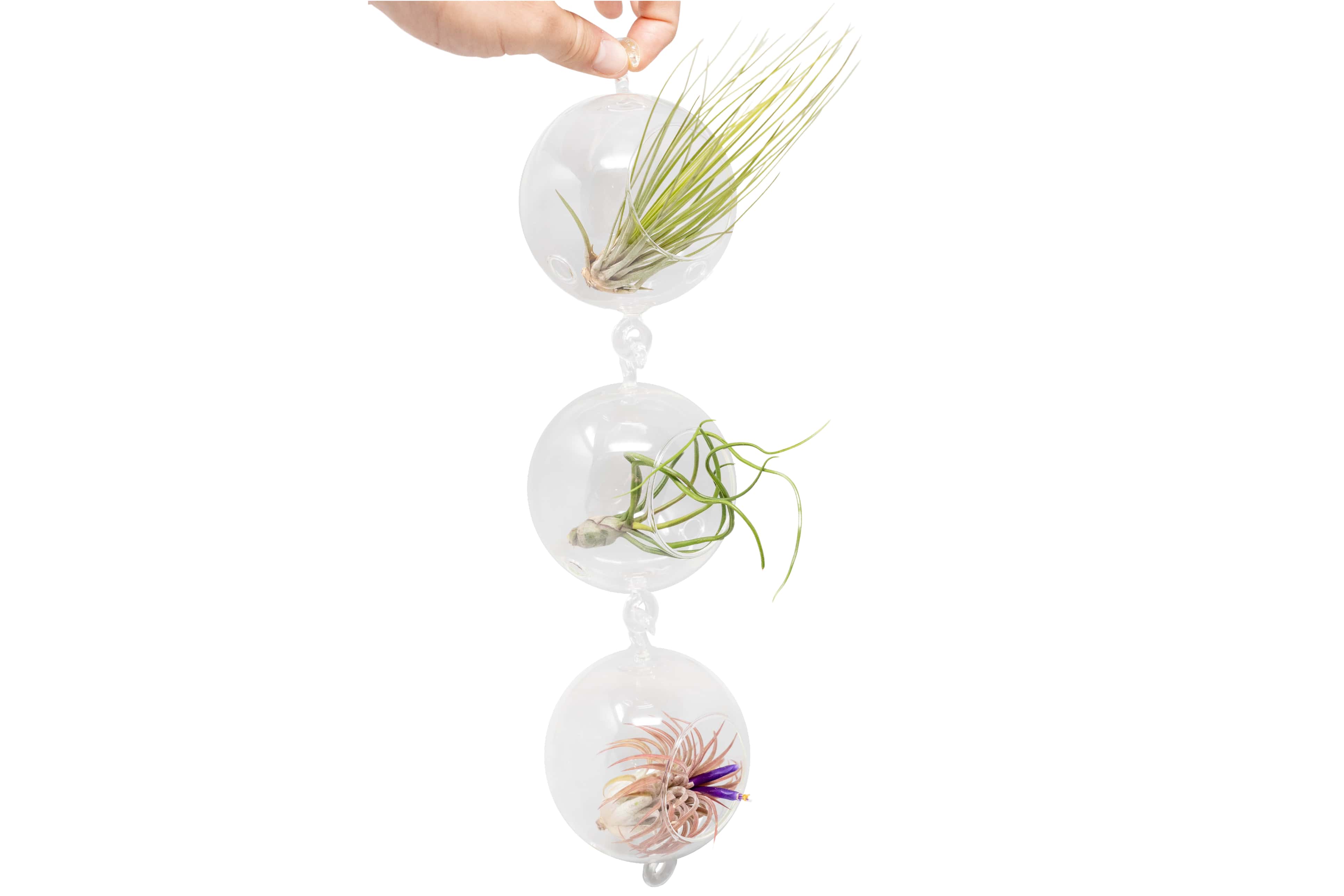 air plant terrarium ornament Terrarium Trio with Double Hooks and Tillandsia Juncea, Bulbosa, & Ionantha Air Plants