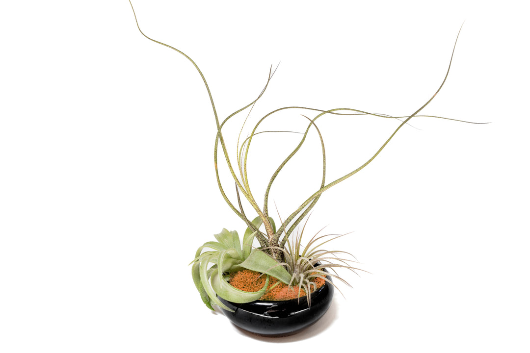 black glazed terracotta dish with orange preserved moss and three assorted tillandsia air plants
