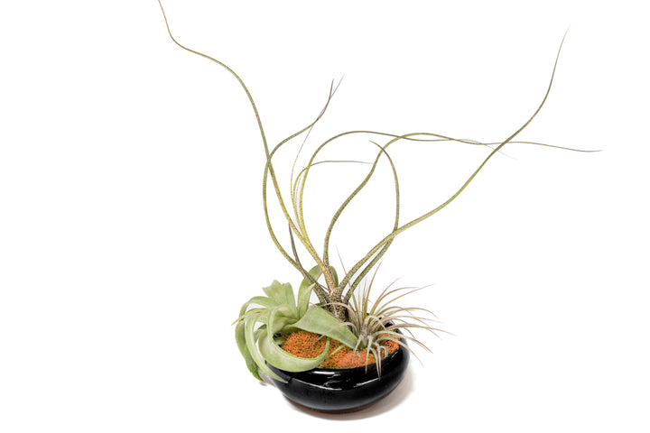 black glazed terracotta dish with orange preserved moss and three assorted tillandsia air plants