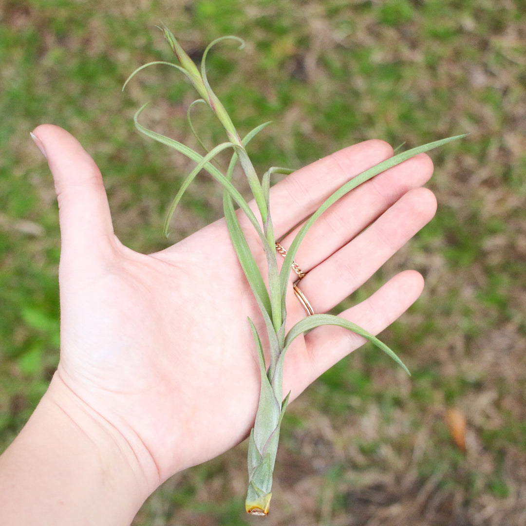 hand holding a tillandsia balbisiana air plant