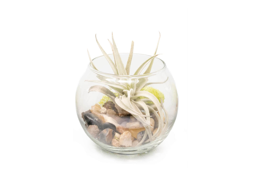 Glass bubble bowl terrarium with stones, moss and tillandsia harrisii air plant