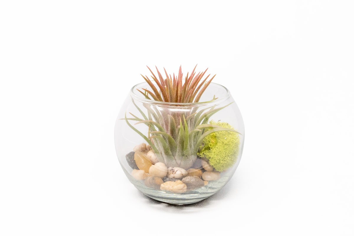 plant terrarium glass bowl Tillandsia Huamelula Air Plant Bubble Bowl Terrarium