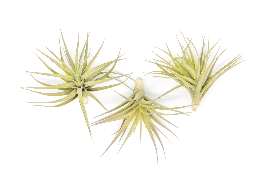 three tillandsia aeranthos air plant