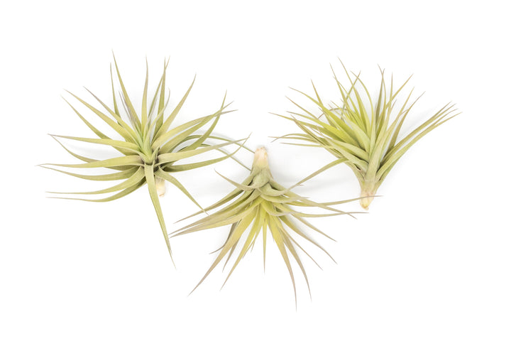 three tillandsia aeranthos air plant
