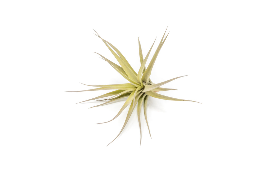 tillandsia aeranthos air plant