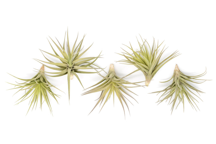 five tillandsia aeranthos air plants