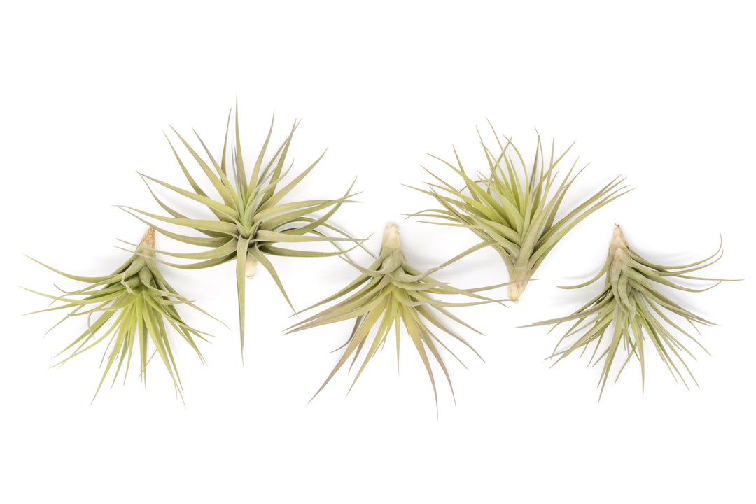 Wholesale - Extended Best Seller of 200+ Tillandsia Air Plant Variety Bundle
