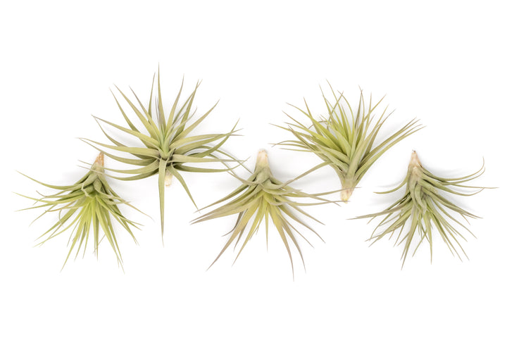 Wholesale - Extended Best Seller of 200+ Tillandsia Air Plant Variety Bundle
