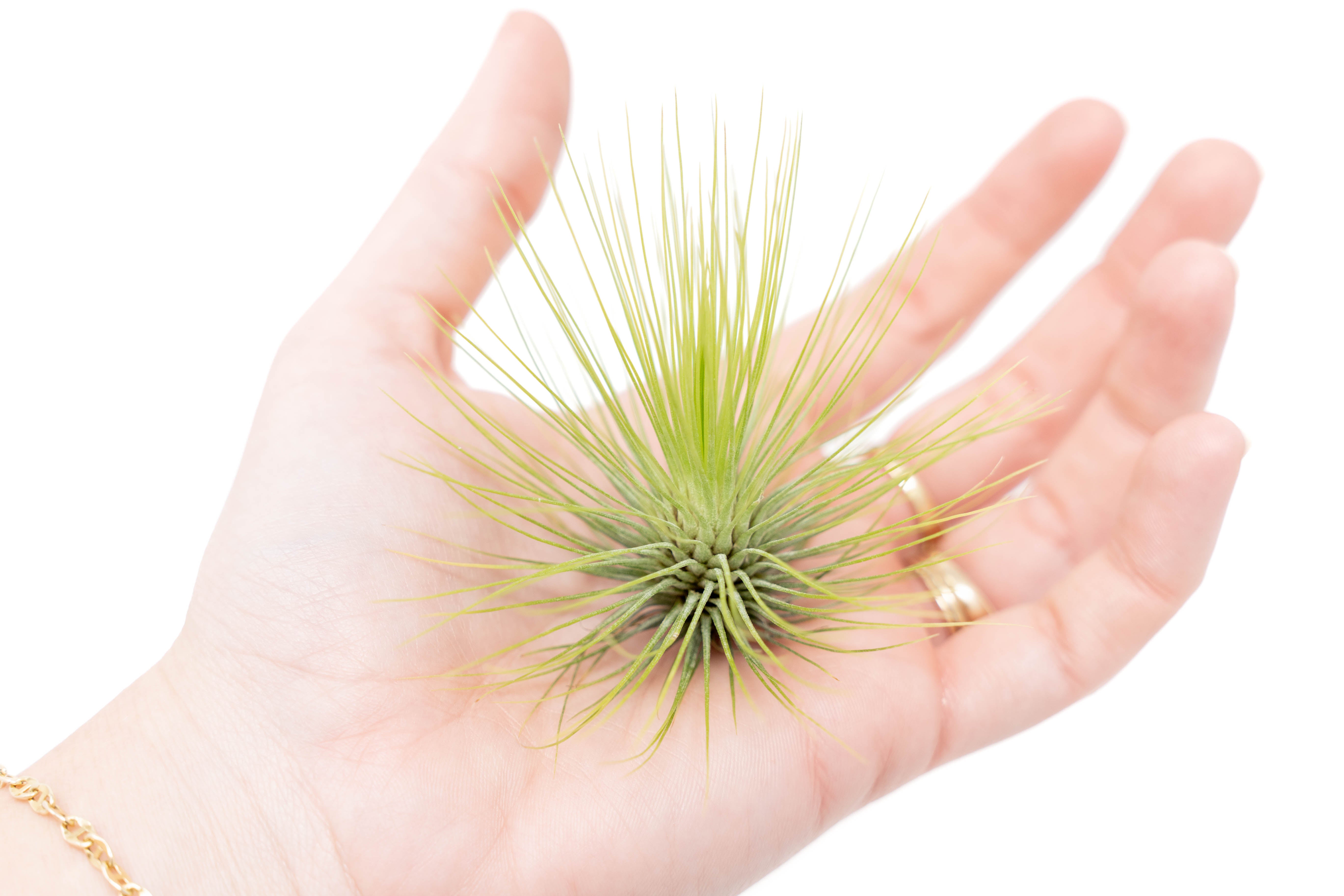 adriana air plant Tillandsia andreana