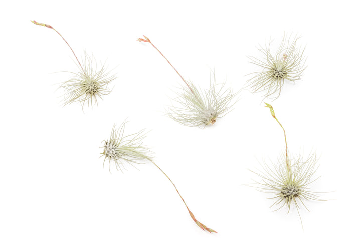 five blooming tillandsia argentea air plants