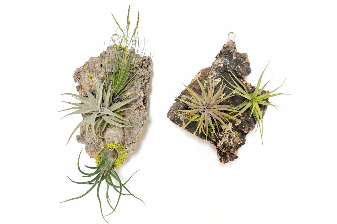 two small cork bark displays with tillandsia air plants