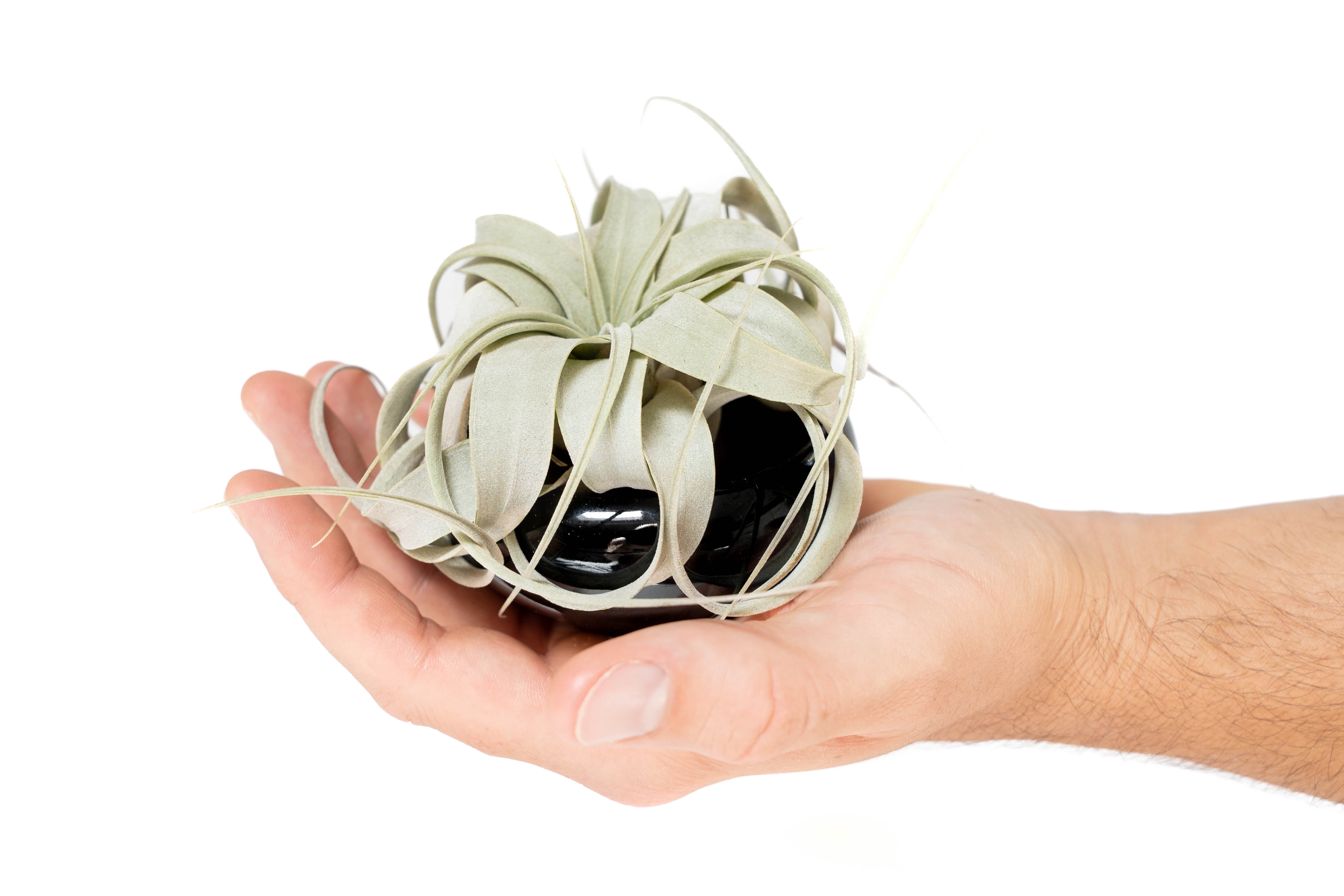 Air Plant Miniature Dish Garden With Tillandsia Seedling