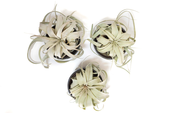 Wholesale - Black Glazed Terracotta Pot with Tillandsia Xerographica Air Plant