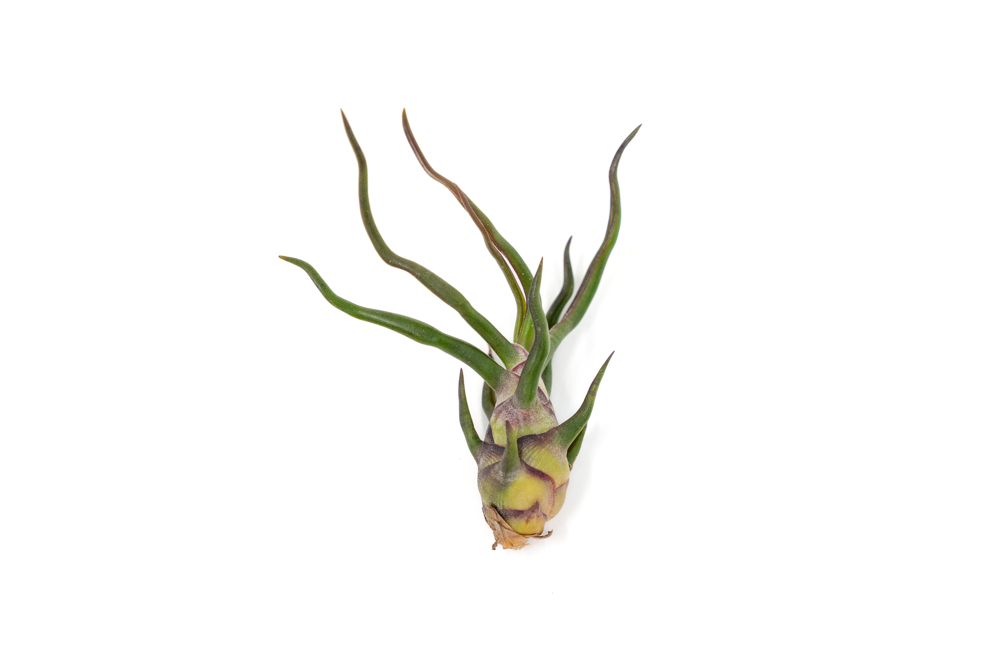 bulbosa air plant Tillandsia Bulbosa Guatemala Air Plants