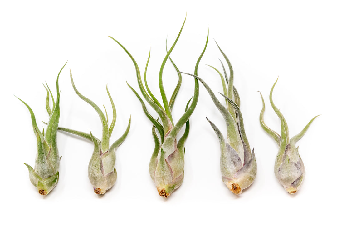 Wholesale - Extended Best Seller of 200+ Tillandsia Air Plant Variety Bundle