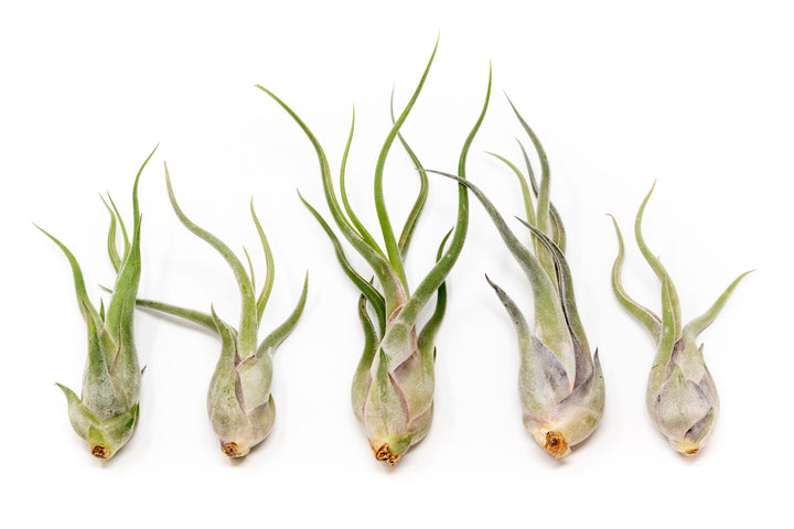 Wholesale - Extended Best Seller of 200+ Tillandsia Air Plant Variety Bundle