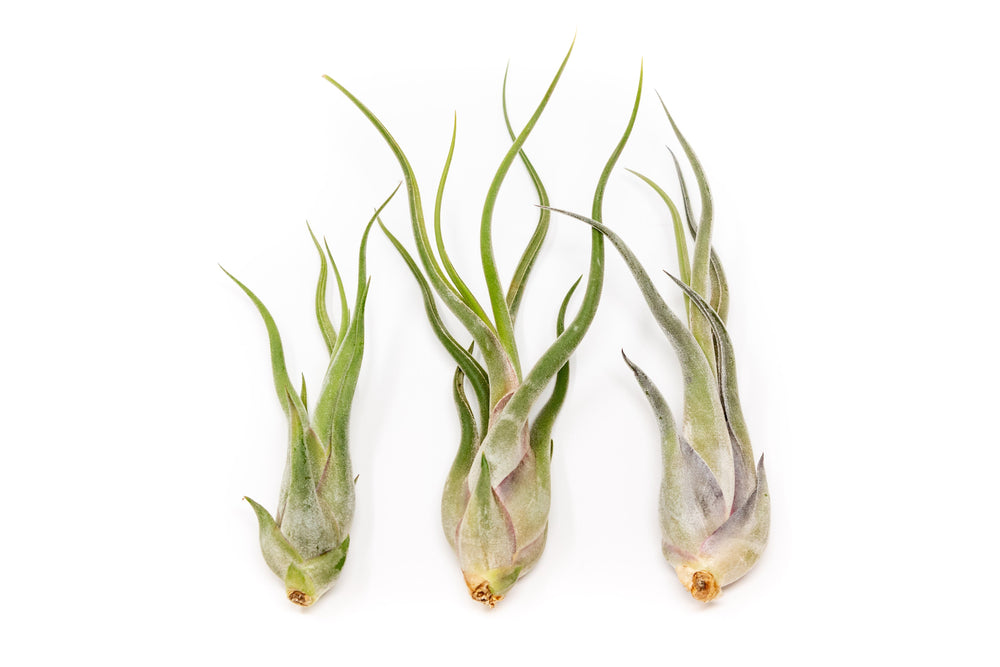 three caput medusae air plants