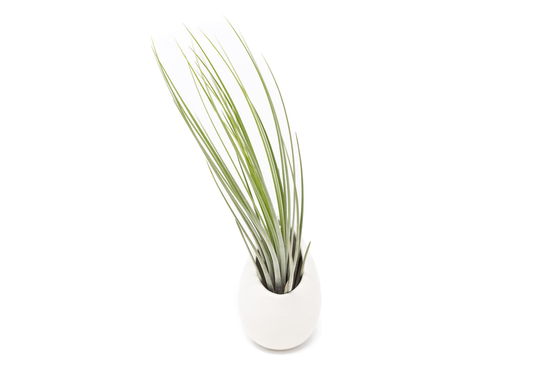 small ivory vase with tillandsia juncea air plant