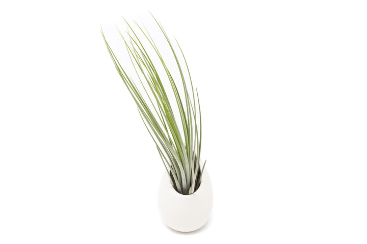 small ivory vase with tillandsia juncea air plant