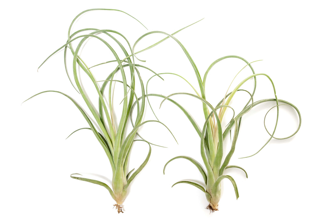 two Tillandsia Curly Slim (T. Intermedia x T. Streptophylla) Air Plants